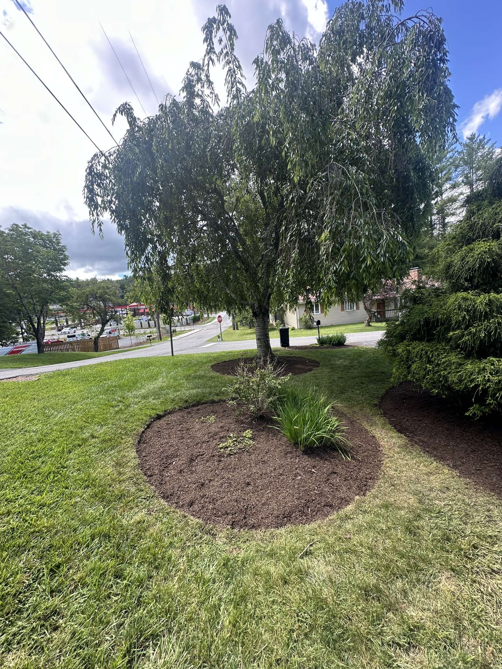 Mulch ring around weeping tree
