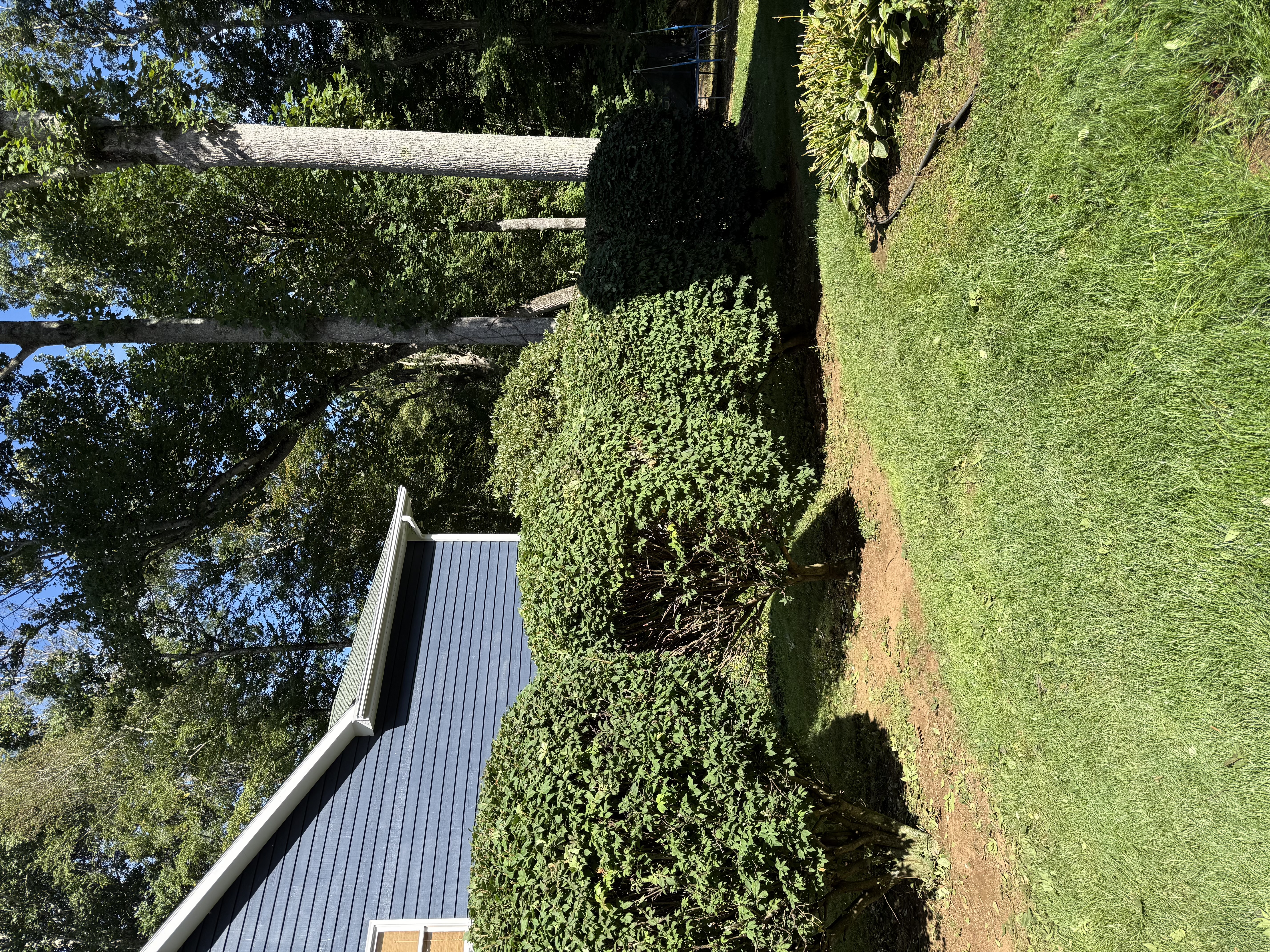 Trimmed round bushes beside house
