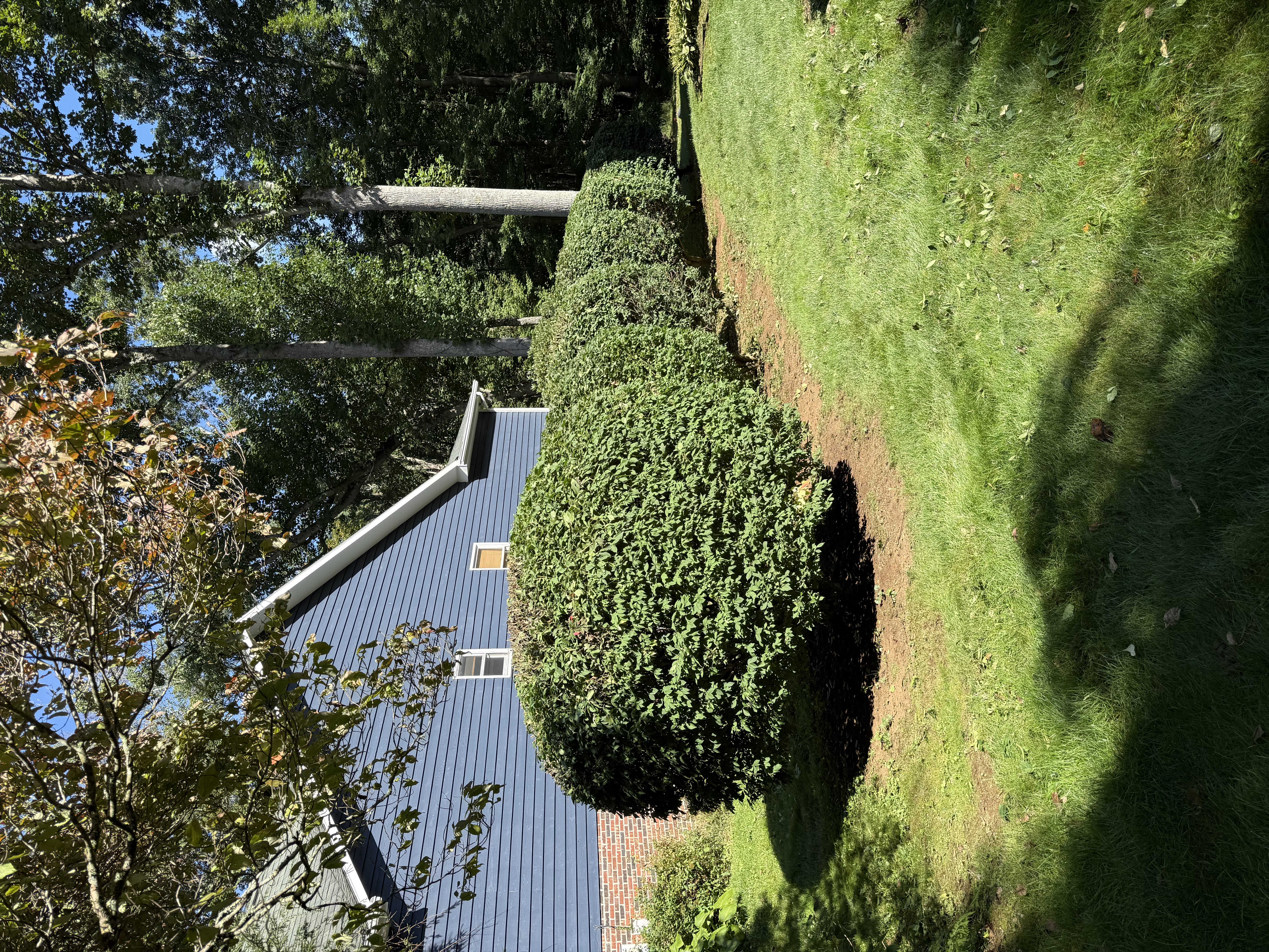 Shaped hedge and bushes
